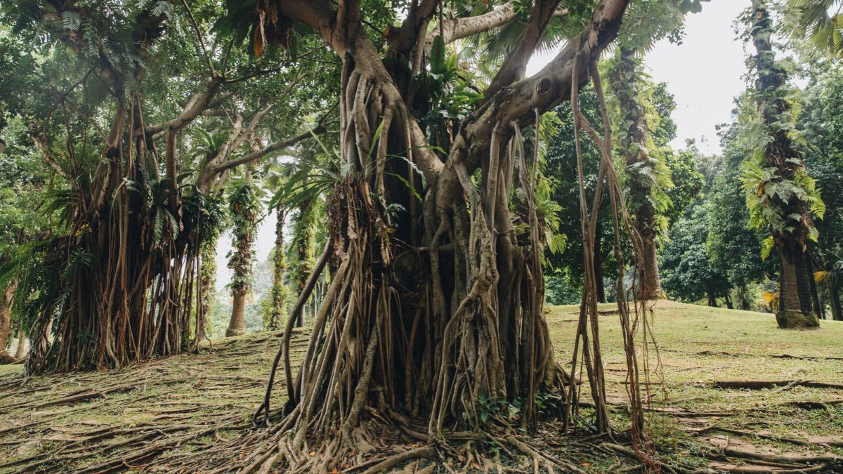Huge Green Trees with Lianas in Kuala Lumpur Huge Green Trees with Lianas in Kuala Lumpur